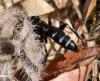 Dicyrtomellus tingitanus